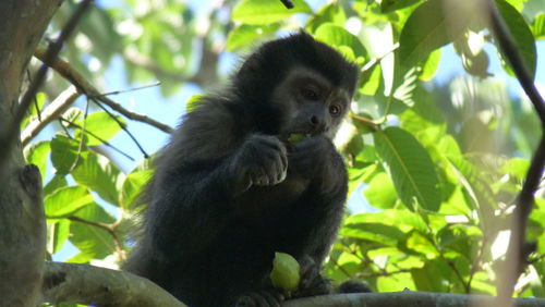 Low angle view of monkey sitting on tree