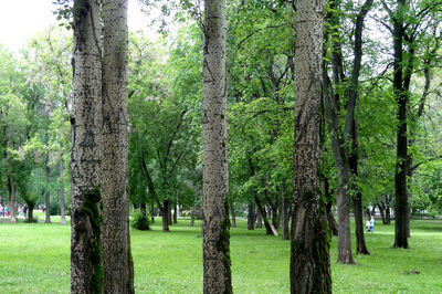 Trees in park