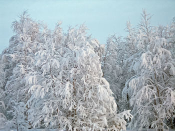 Low angle view of frozen trees against sky