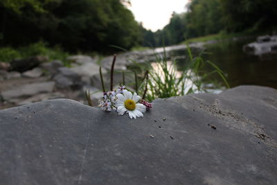 Close-up of flowering plant on rock