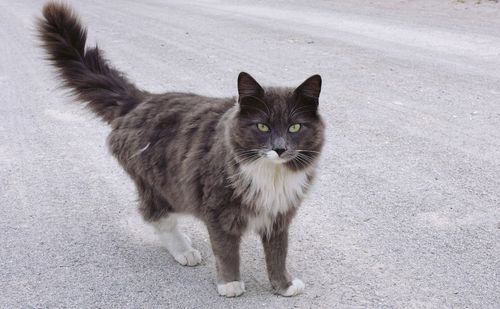 Close-up portrait of cat