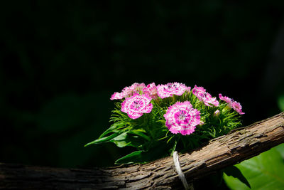 Close-up of pink flowering plant