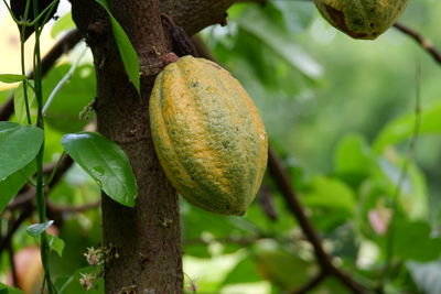 fruit