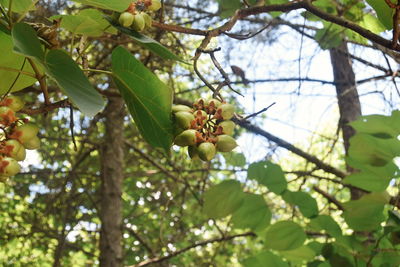 Low angle view of apple tree