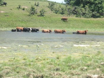 Cows grazing on field