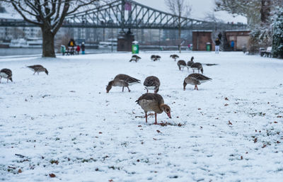 Flock of birds on snow covered land