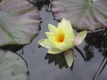 Close-up of water lily blooming in pond