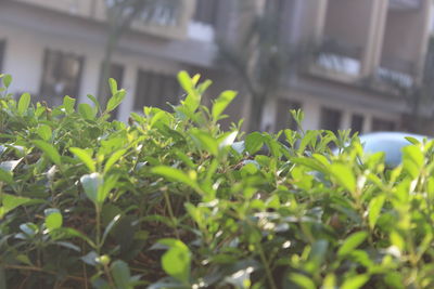 Close-up of fresh green plants in yard