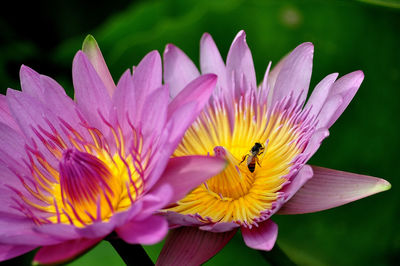 Close-up of bee pollinating on flower