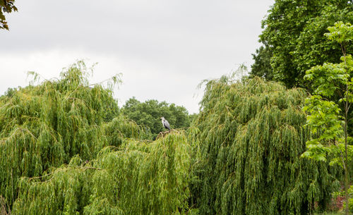 Panoramic view of green plants against sky