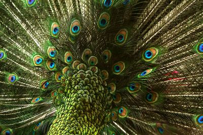 peacock