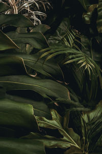 Full frame shot of fresh green leaves