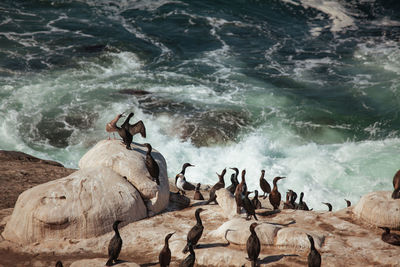 Group of birds on rock at beach. flock of cormorants on the beach against splashing waves