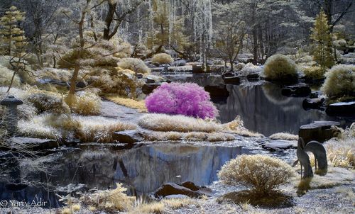 Trees and plants in forest during winter