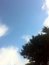 Low angle view of tree against blue sky