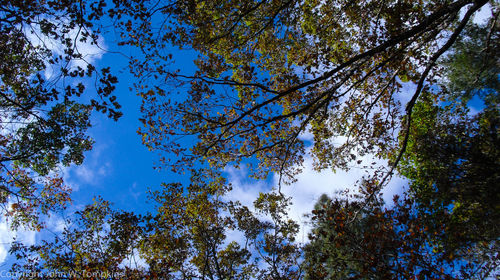 Low angle view of trees against blue sky