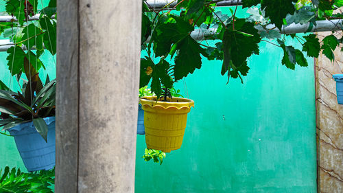 Close-up of potted plant against tree trunk in yard