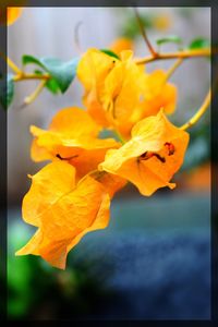 Close-up of yellow flower