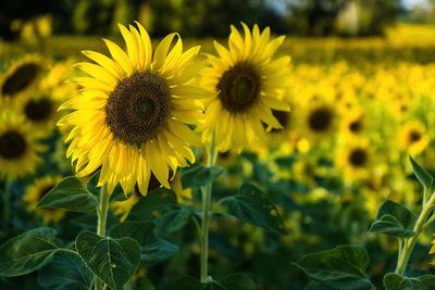 Close-up of sunflower on field