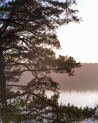 Low angle view of trees in lake against sky