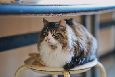 Close-up portrait of a cat