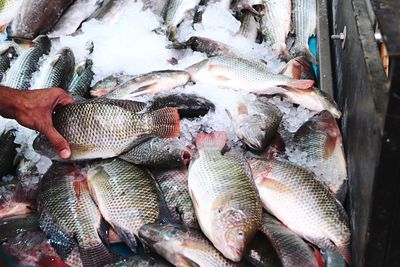 Close-up of fish for sale in market