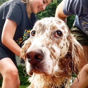 Close-up of dog sticking out tongue