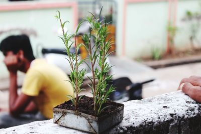 Close-up of man potted plant