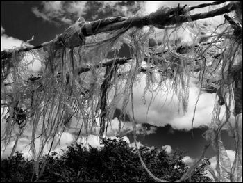 Close-up of plants hanging on tree against sky