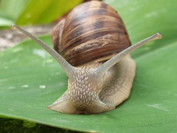 Close-up of snail