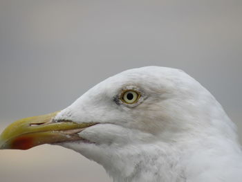 Close-up of eagle against white background