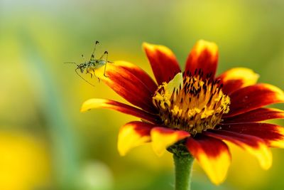 Close-up of butterfly pollinating on flower