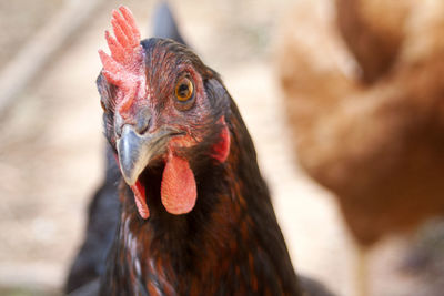 Close-up of hen