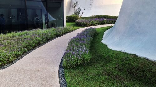 Footpath amidst plants and buildings seen through lawn