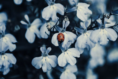 Close-up of ladybug on flower