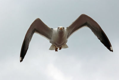 Low angle view of seagull flying in sky