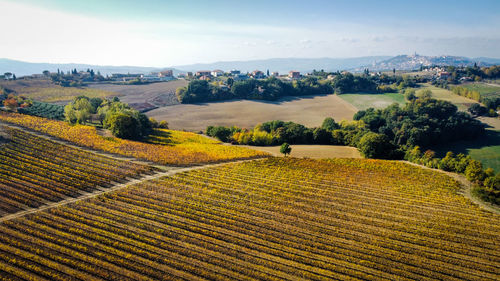 Scenic view of agricultural field against sky