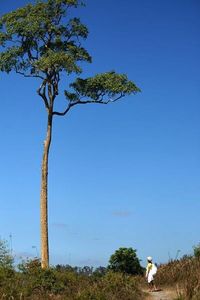 Tree against clear blue sky