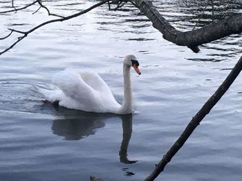 Swan floating on lake