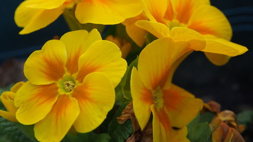 Close-up of yellow flowers blooming outdoors