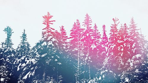 Low angle view of trees against clear sky