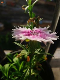 Close-up of flower blooming outdoors