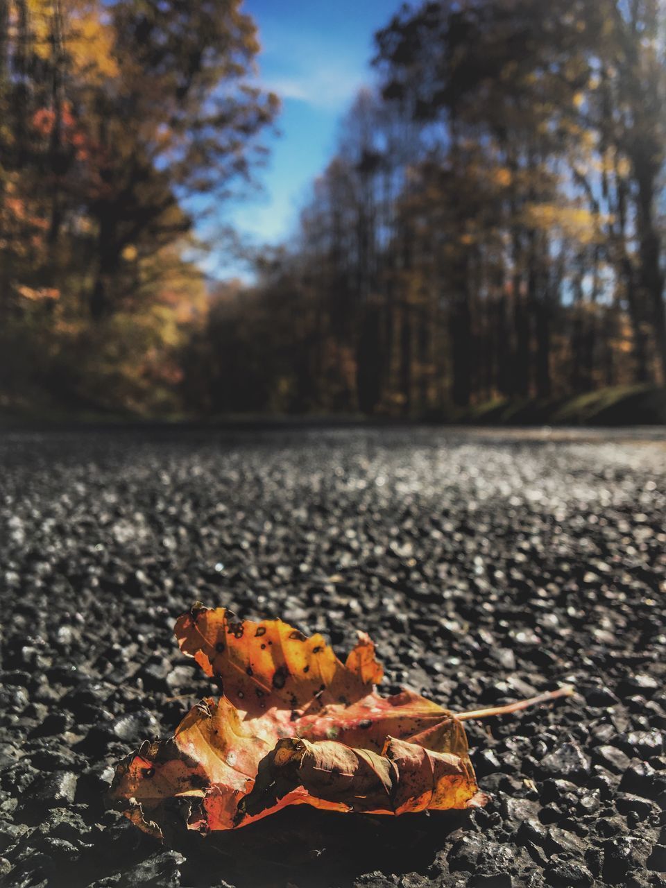 CLOSE-UP OF MAPLE LEAVES ON ROAD