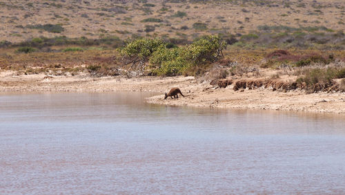 Scenic view of tree in water