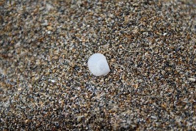 High angle view of shells on sand