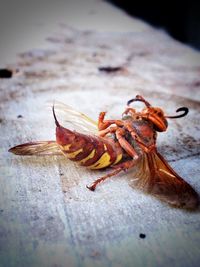 Close-up of dead animal