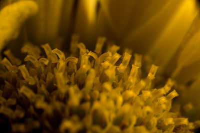 Close-up of yellow flowers blooming outdoors
