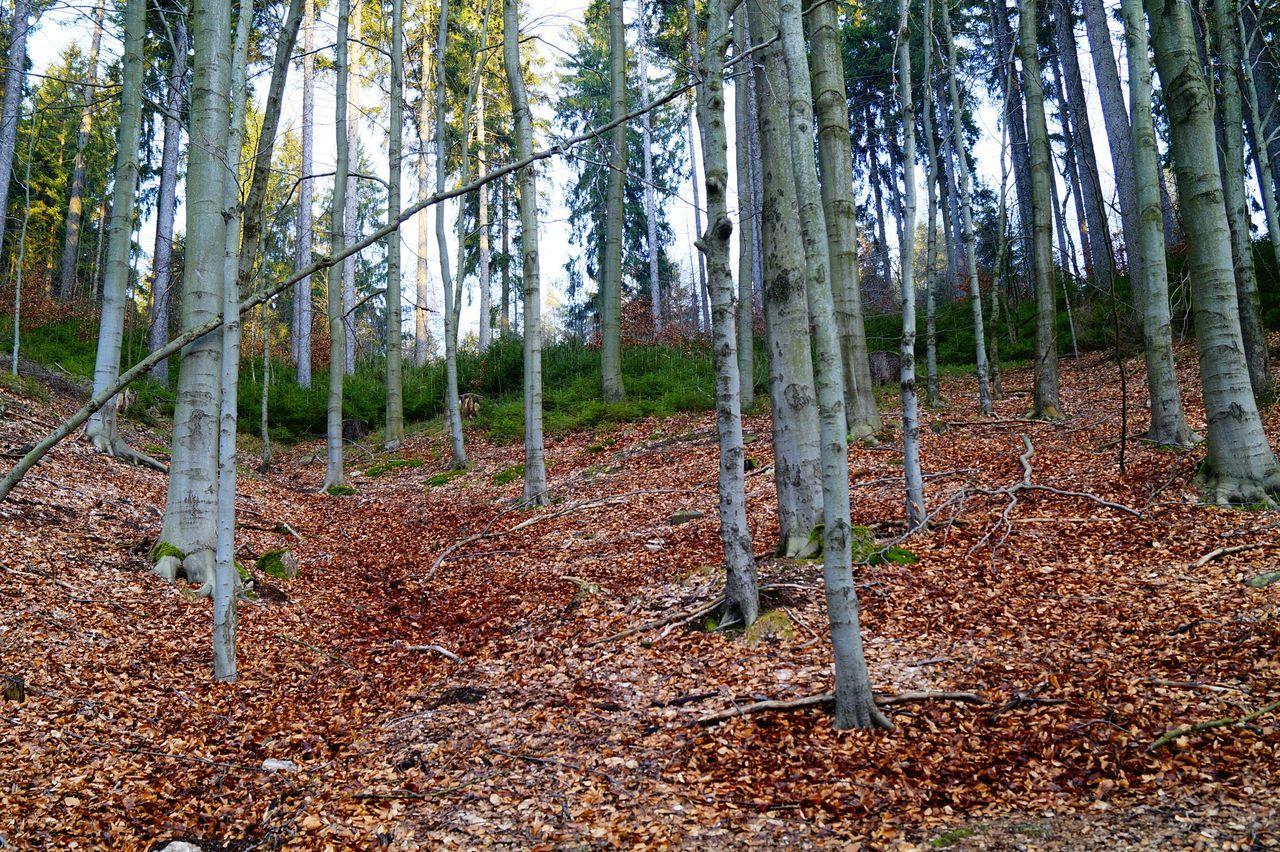 tree, tree trunk, tranquility, forest, growth, nature, leaf, woodland, tranquil scene, abundance, landscape, day, beauty in nature, outdoors, scenics, non-urban scene, sunlight, autumn, no people, large group of objects