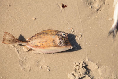Scrawled cowfish acanthostracion quadricornis that has died from red tide on naples beach in naples