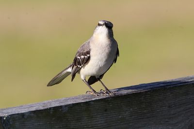 Close-up of bird perching on wooden railing